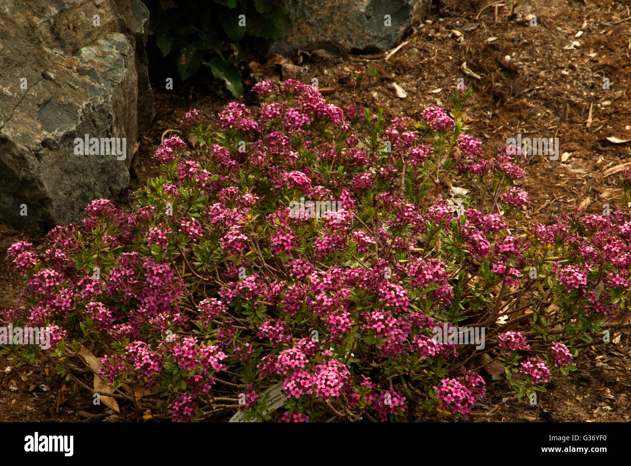 Daphne cneorum `Ruby Stock Photo